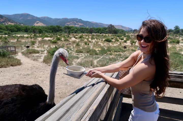 Ostrich Land USA